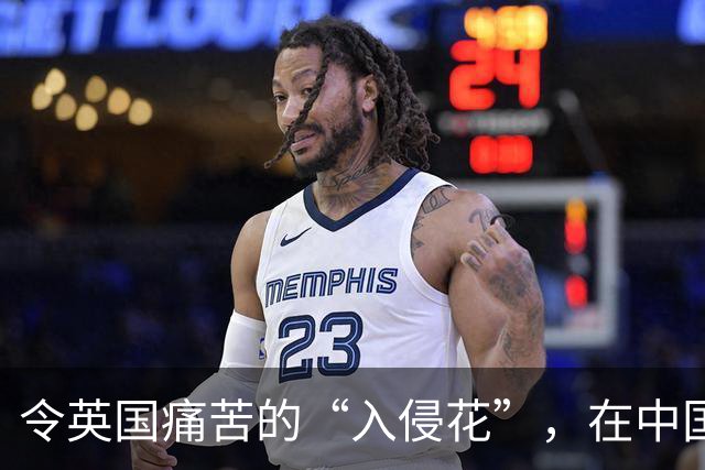 令英国痛苦的“入侵花”，在中国沦为咸菜，吃到人工种植成笑谈